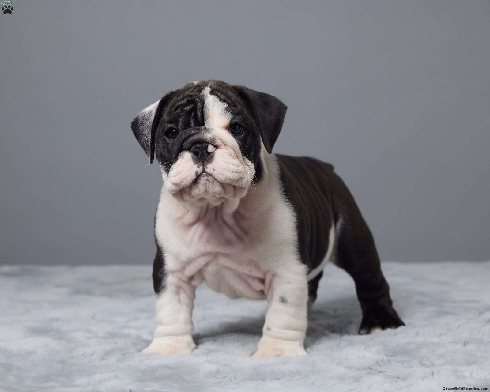 Miniature Bulldog