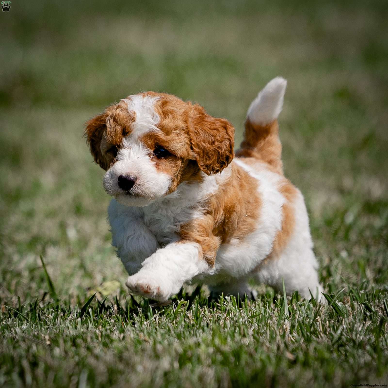 Mini Goldendoodle