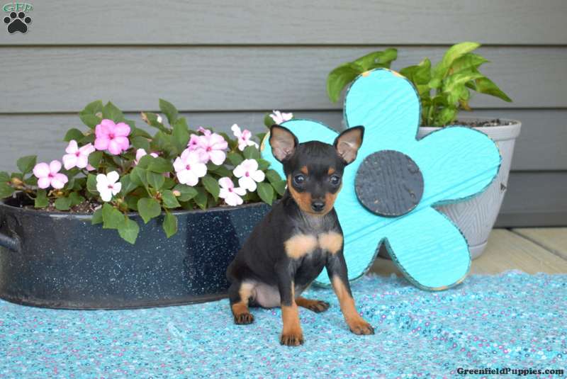 Miniature Pinscher