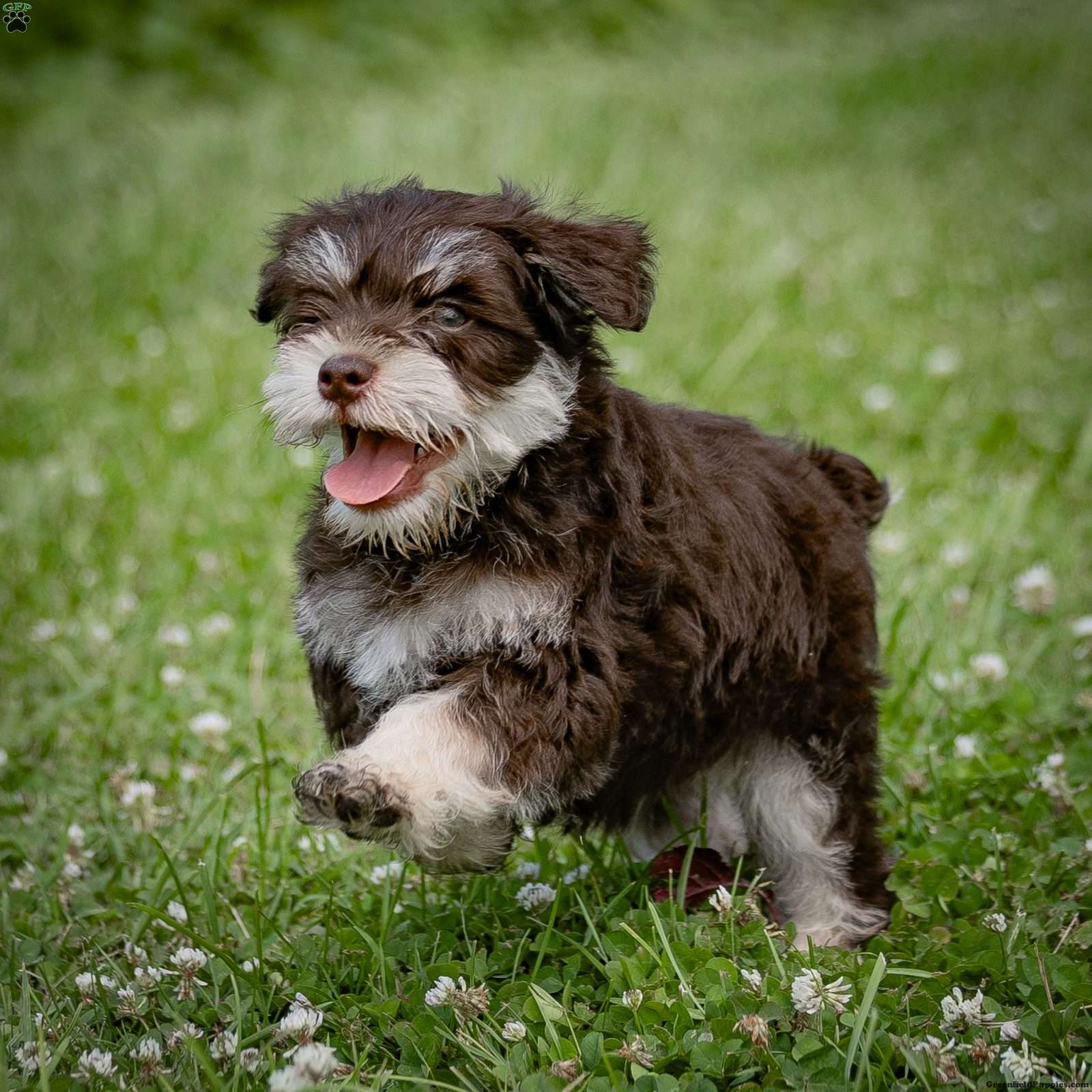 Miniature Schnauzer