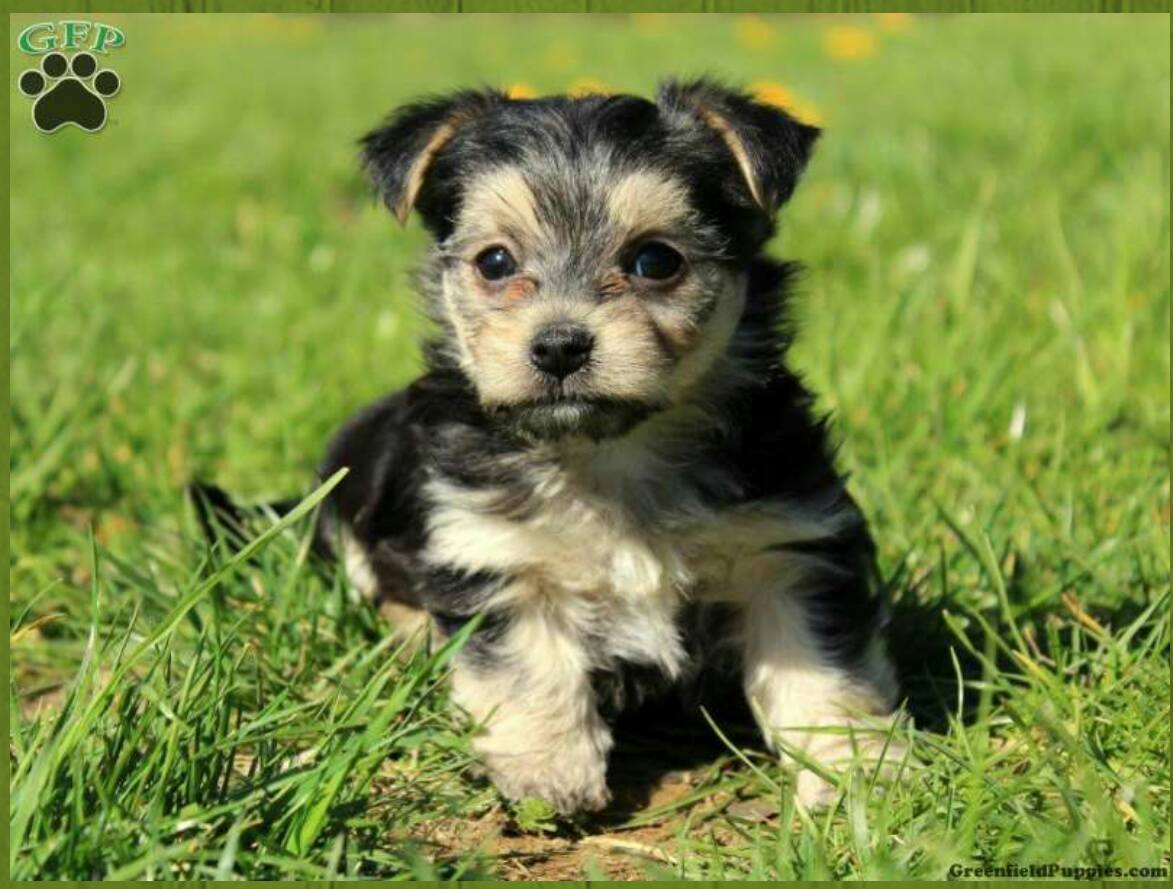 Morkie / Yorktese