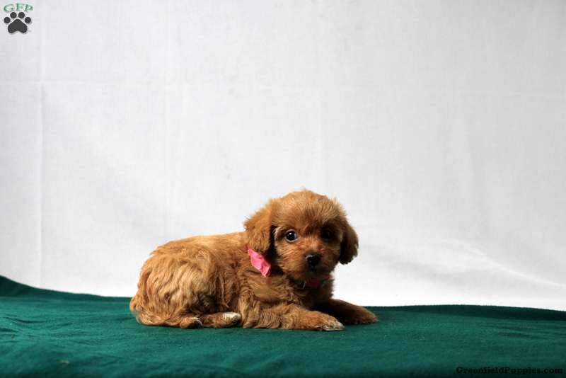 Morkie-Poo