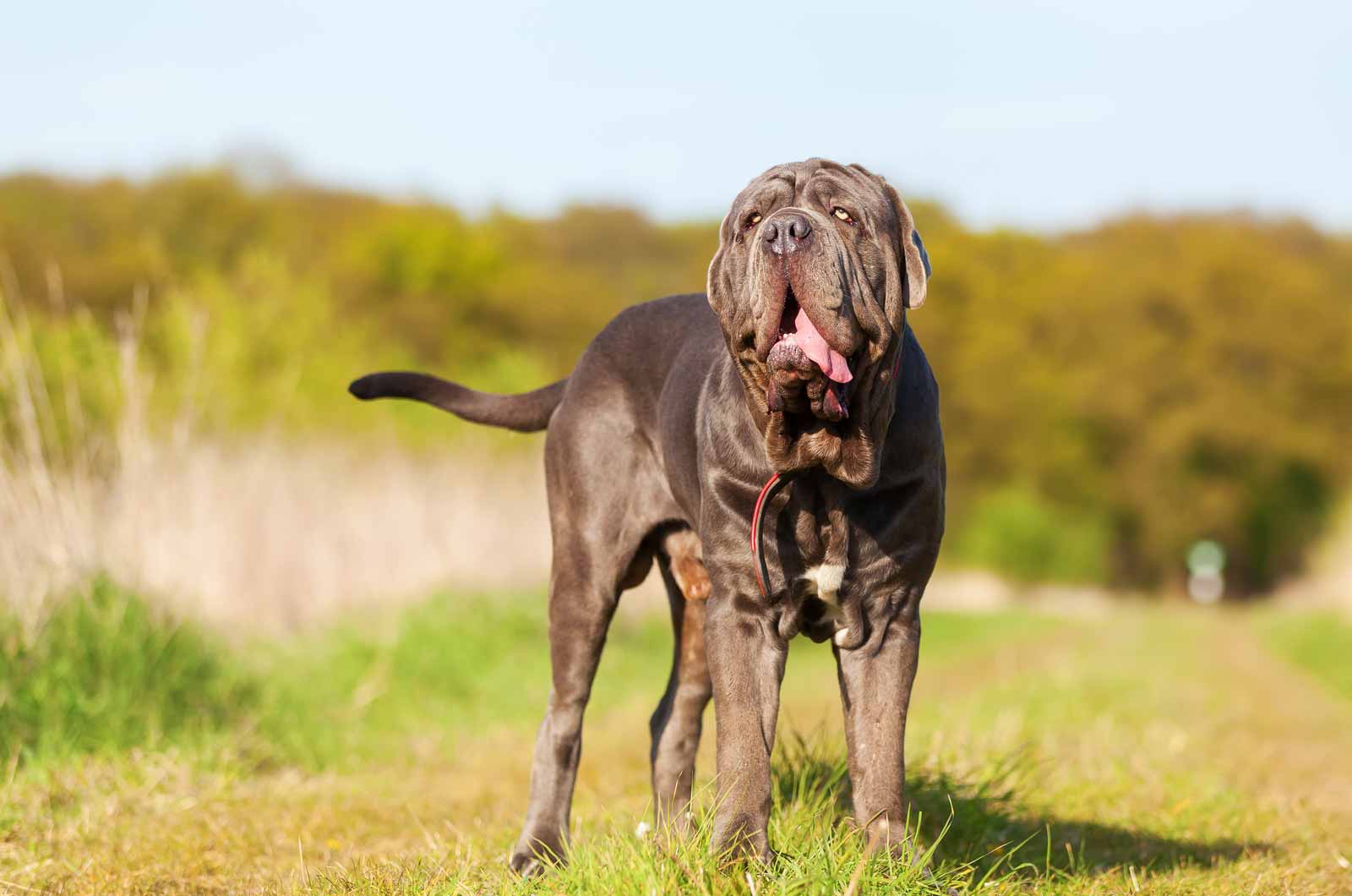 Neapolitan Mastiff