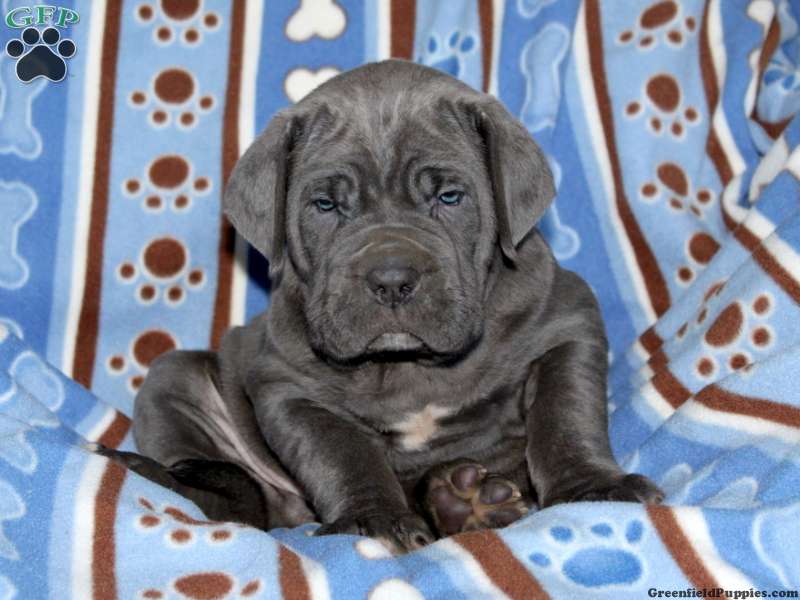 Neapolitan Mastiff