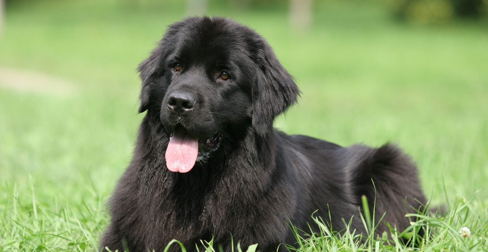 Newfoundland