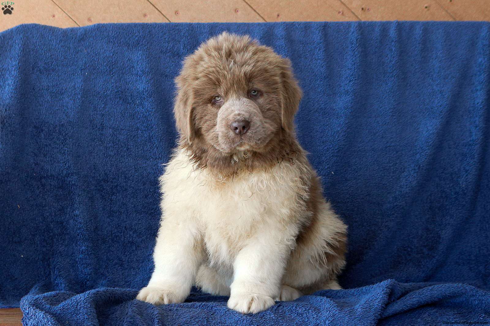 Newfoundland