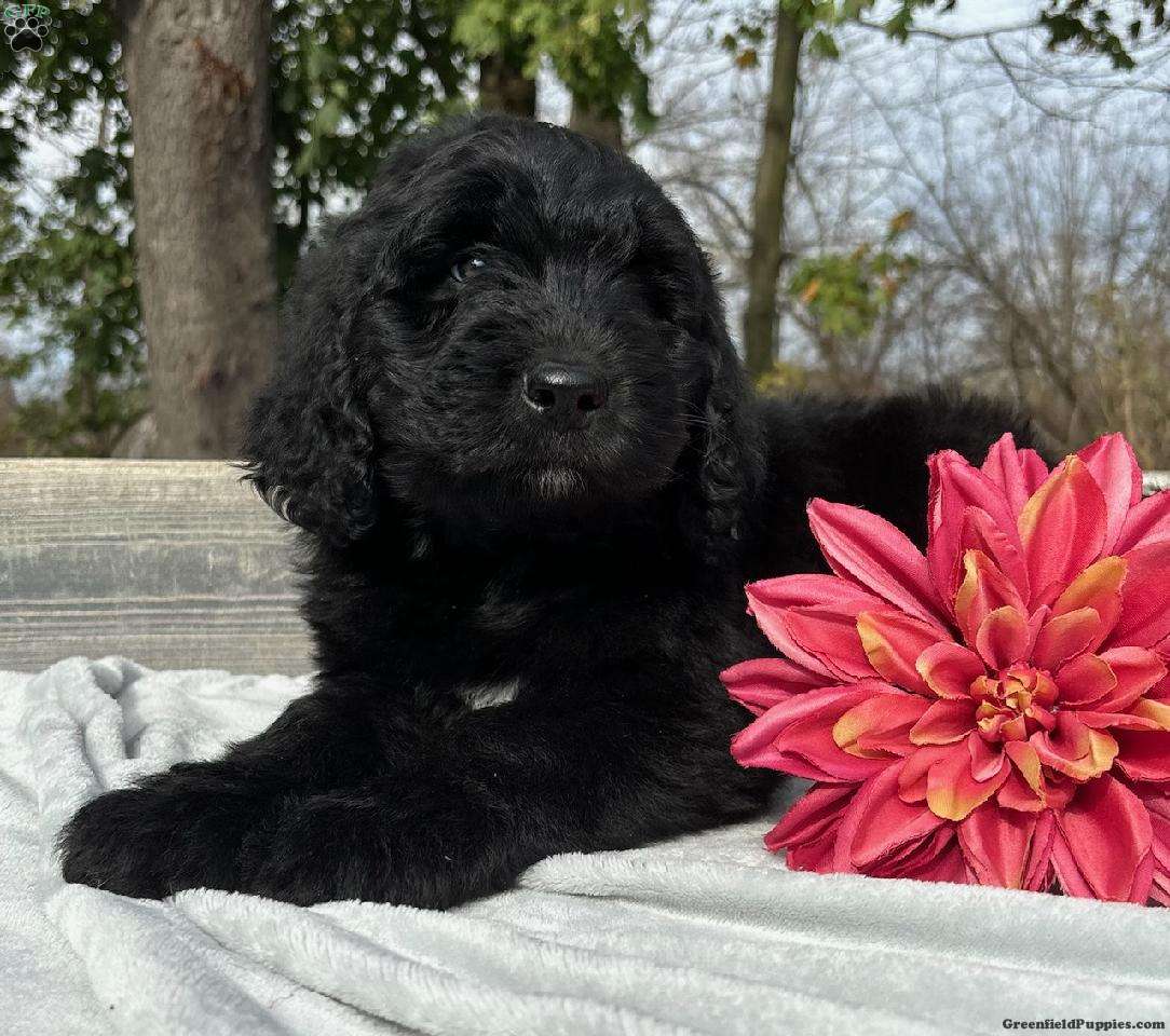 Newfypoo