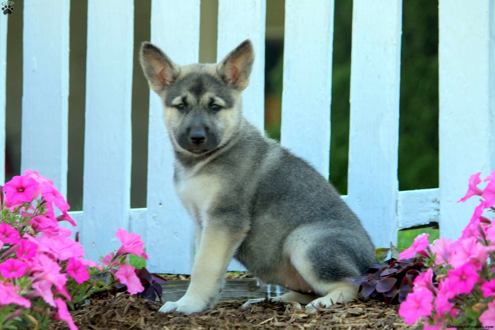 Norwegian Elkhound Mix