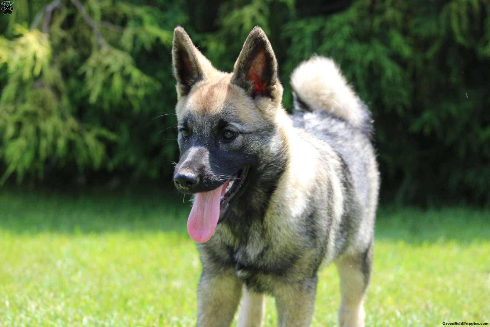 Norwegian Elkhound