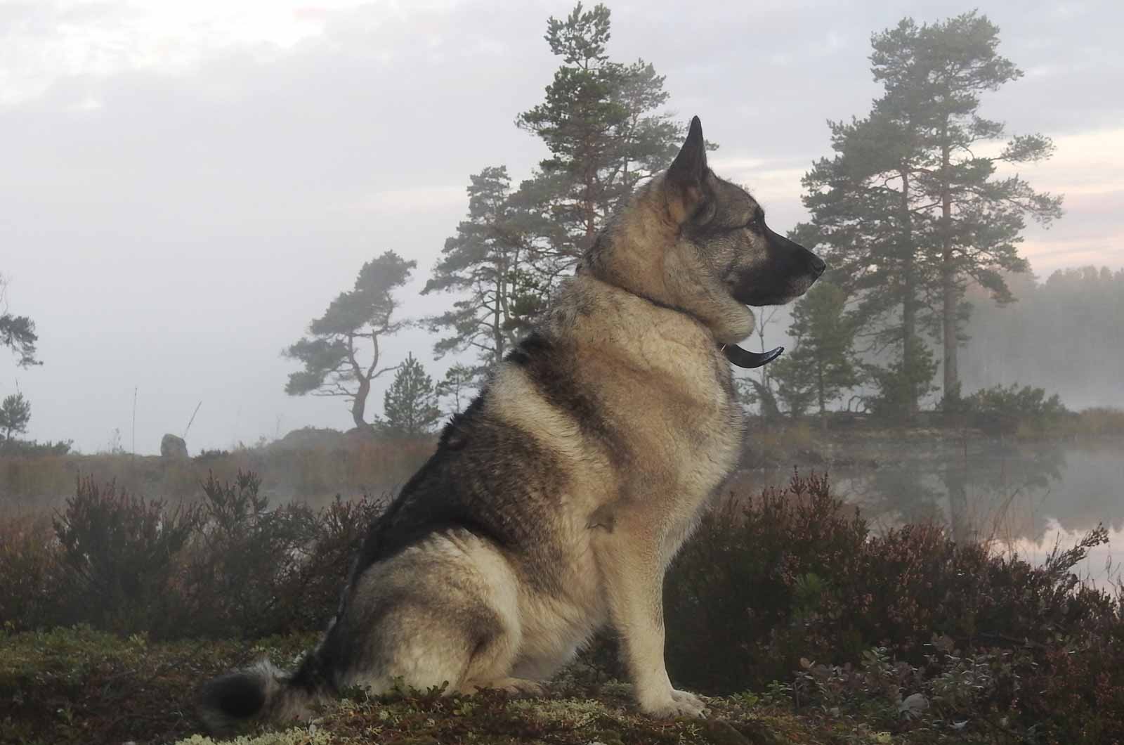 Norwegian Elkhound