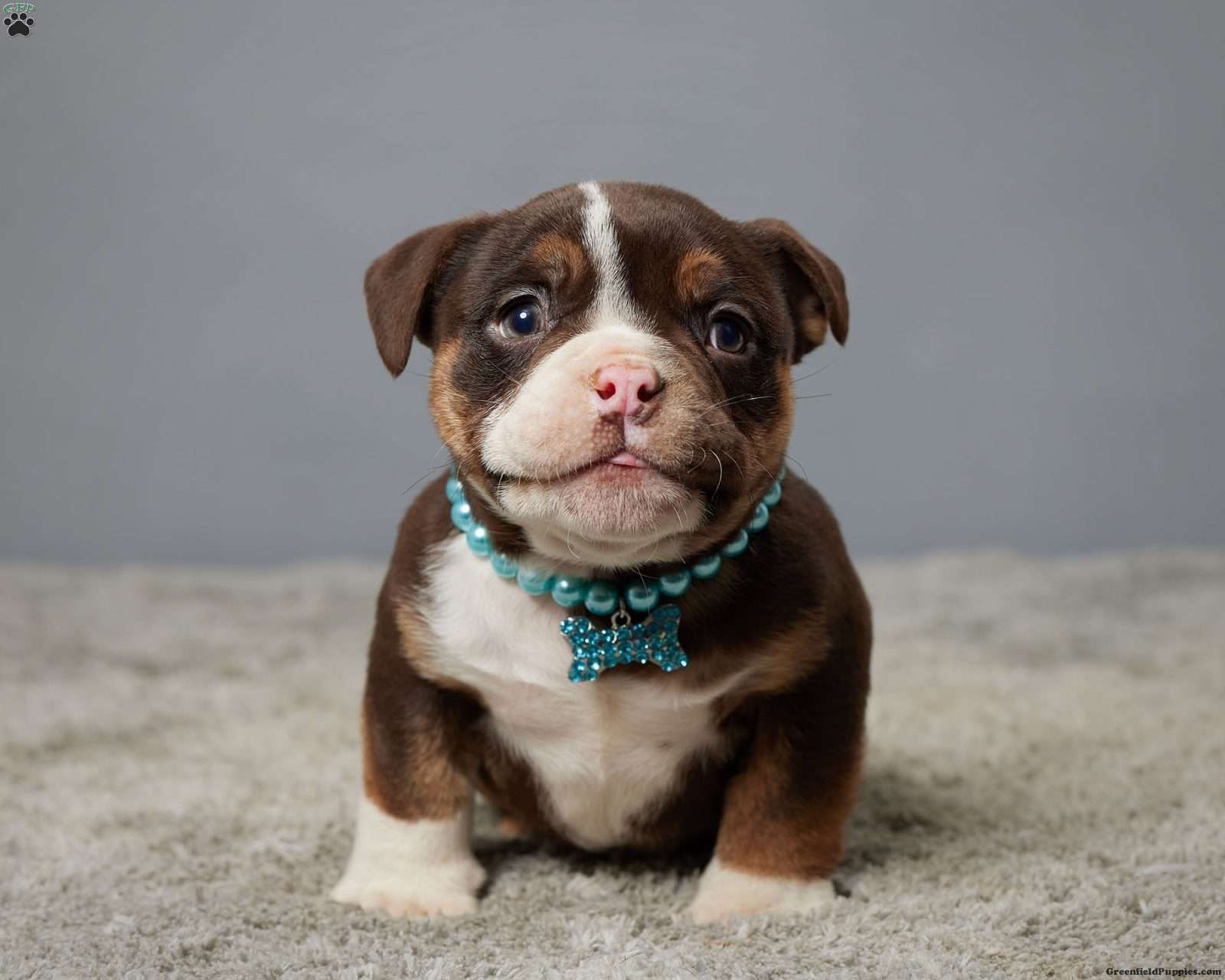 Olde English Bulldogge