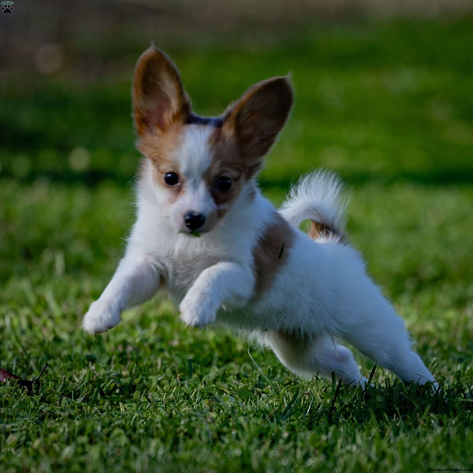 Papillon