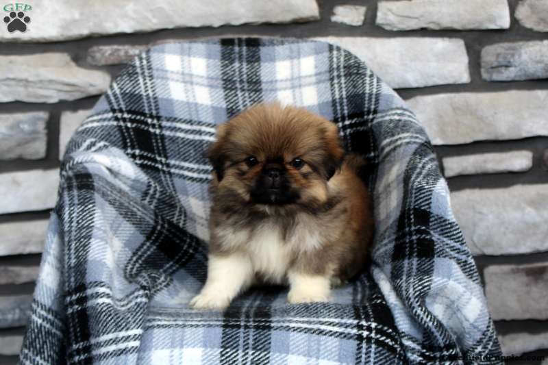 Pekingese