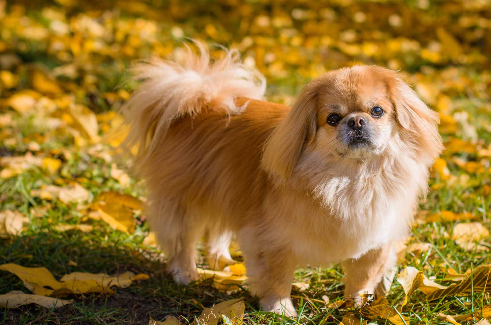 Pekingese