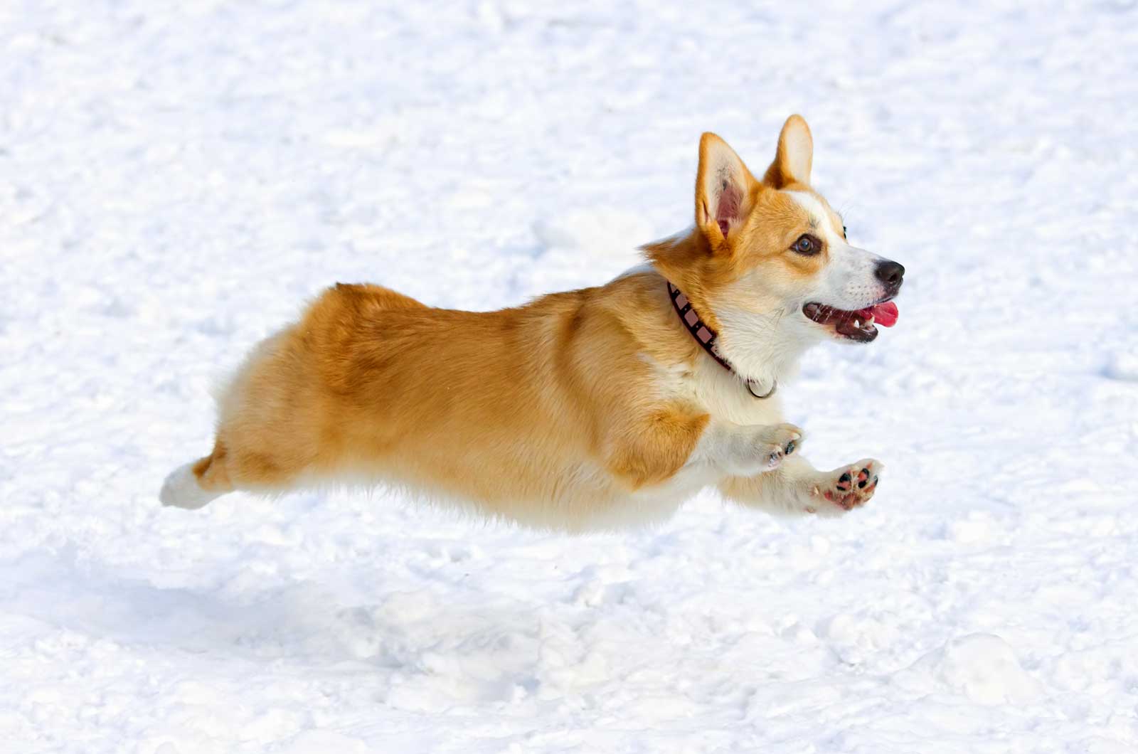 Pembroke Welsh Corgi