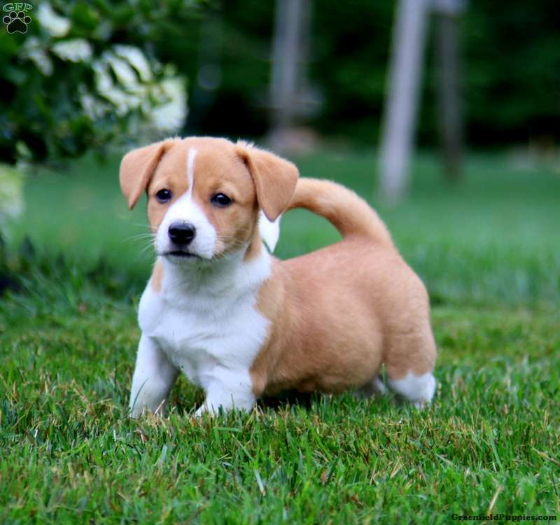 Welsh Corgi Mix