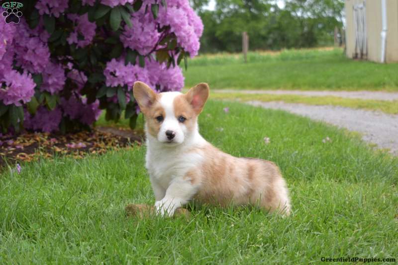 Pembroke Welsh Corgi