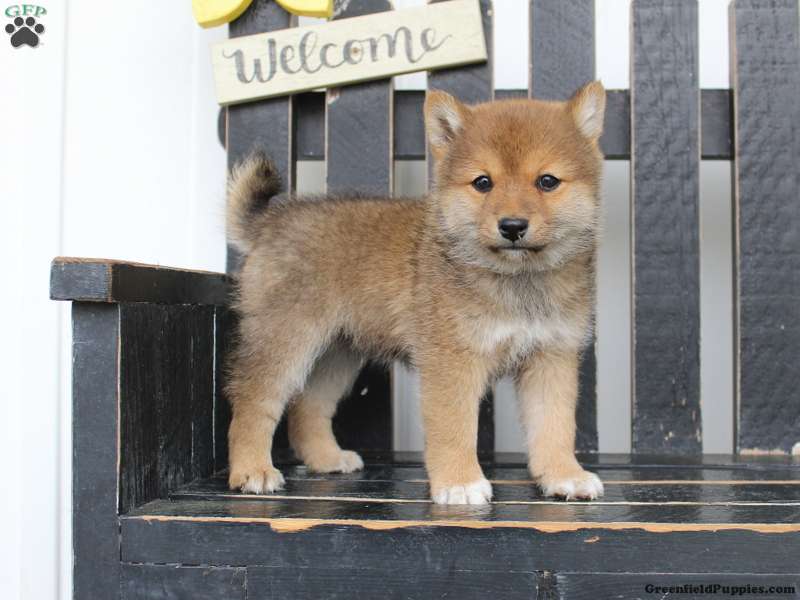 Pom-Shi