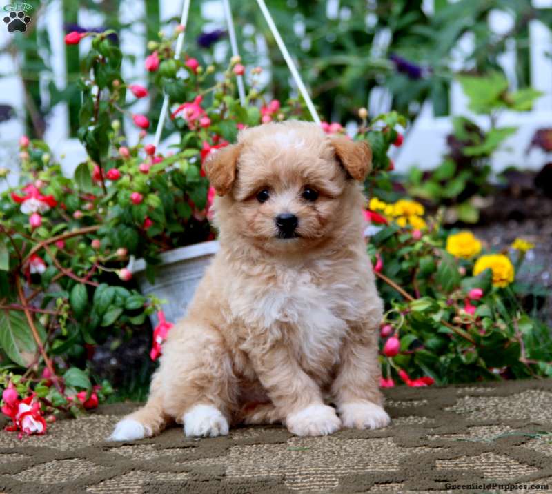 Pomapoo