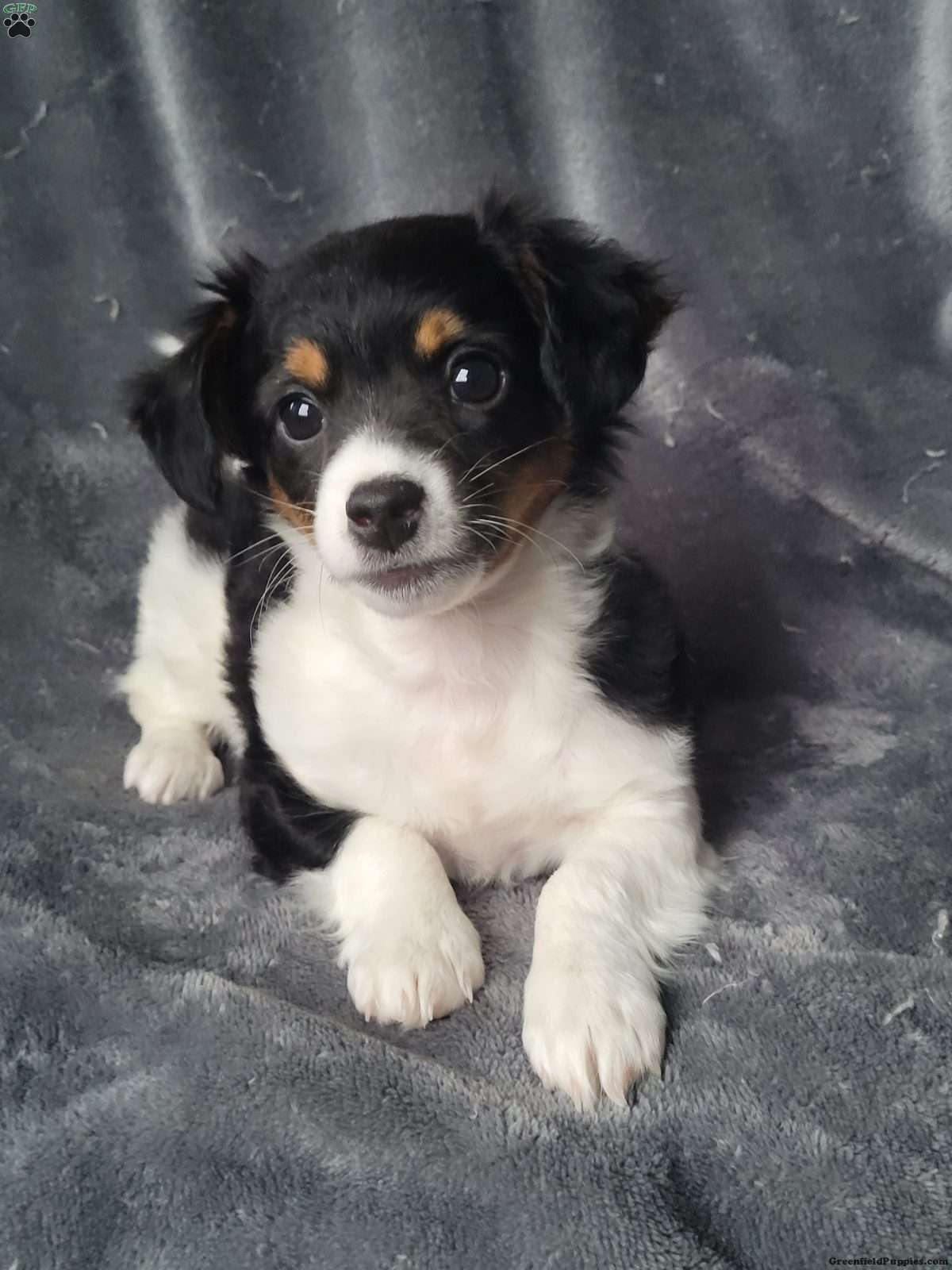 Pomchi