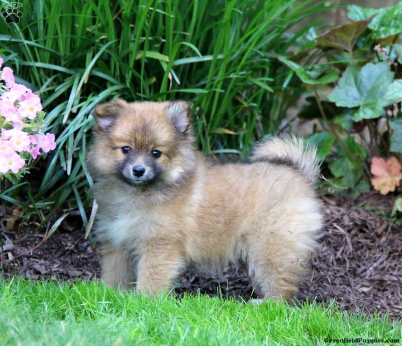 Pomeranian Mix