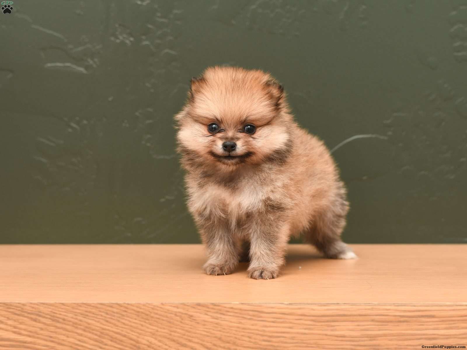 Pomeranian