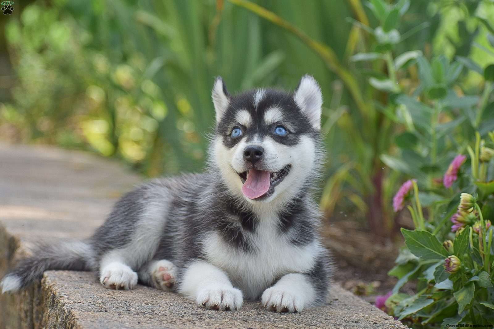 Pomsky