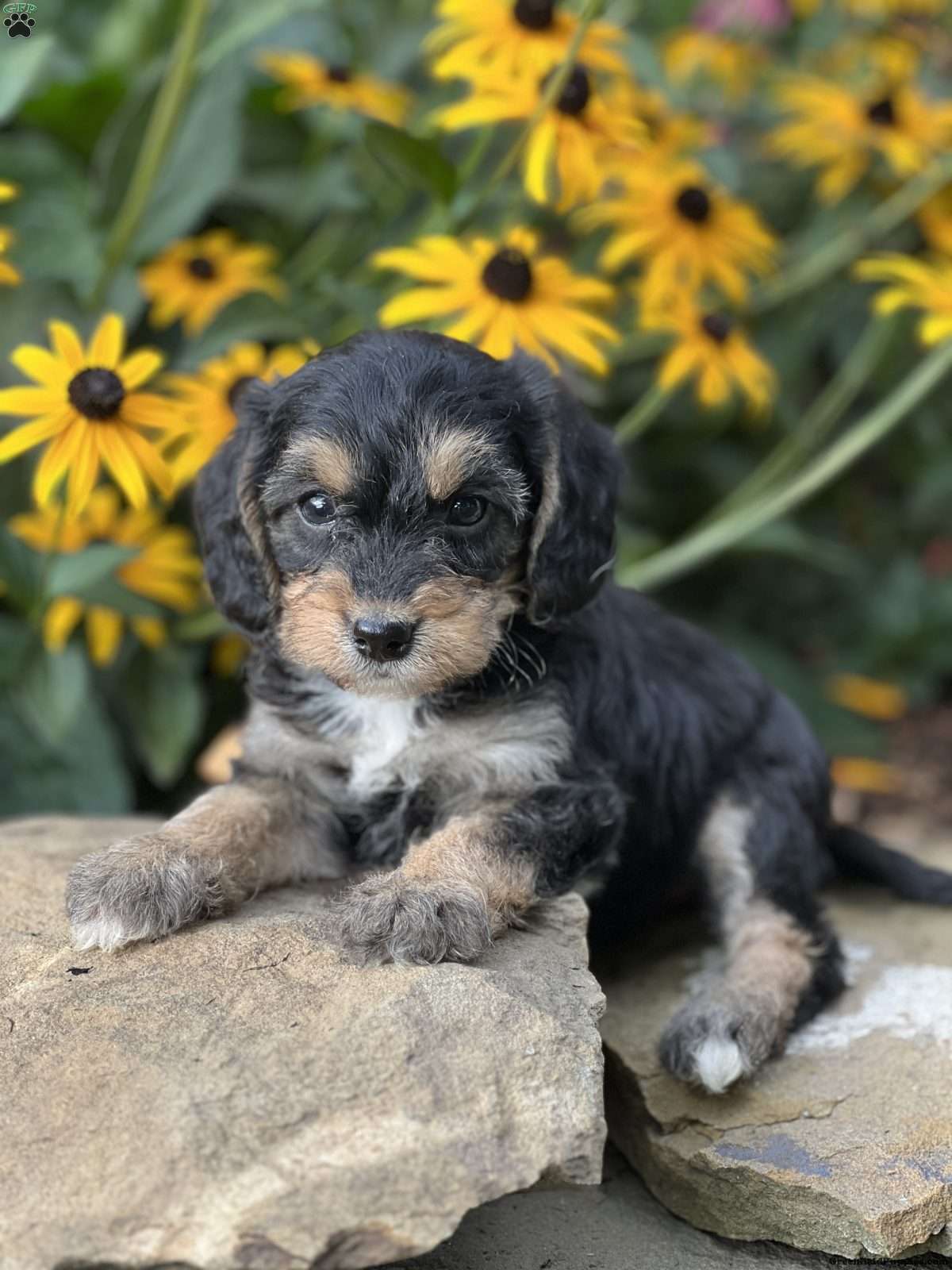Poogle