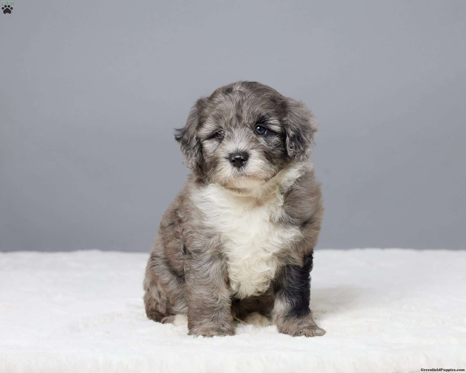 Portuguese Water Dog Mix