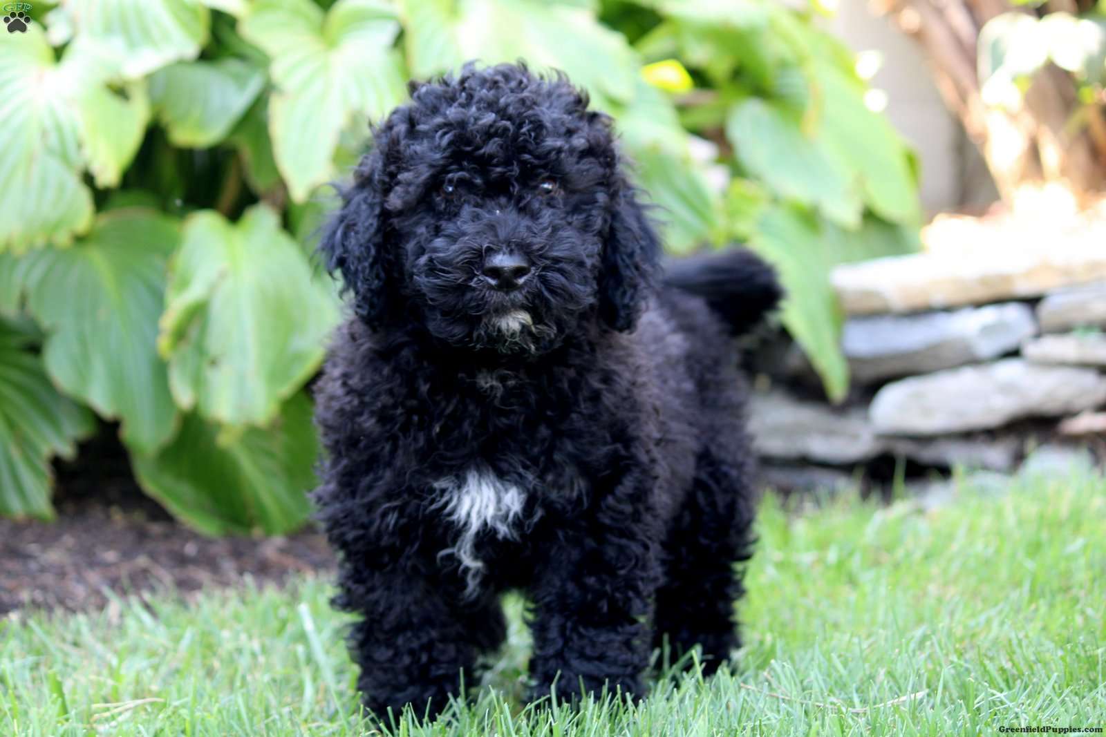 Portuguese Water Dog