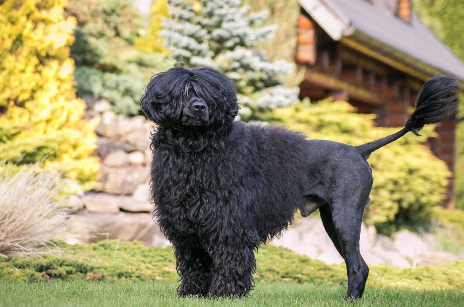 Portuguese Water Dog