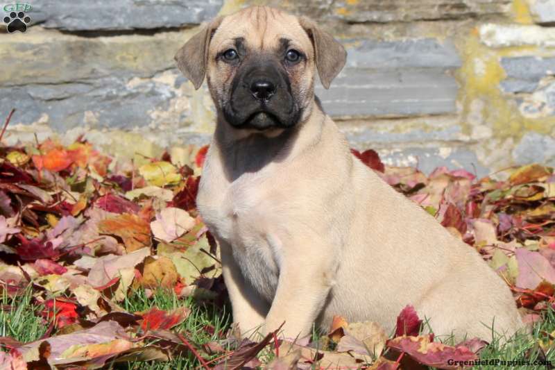 Presa Canario