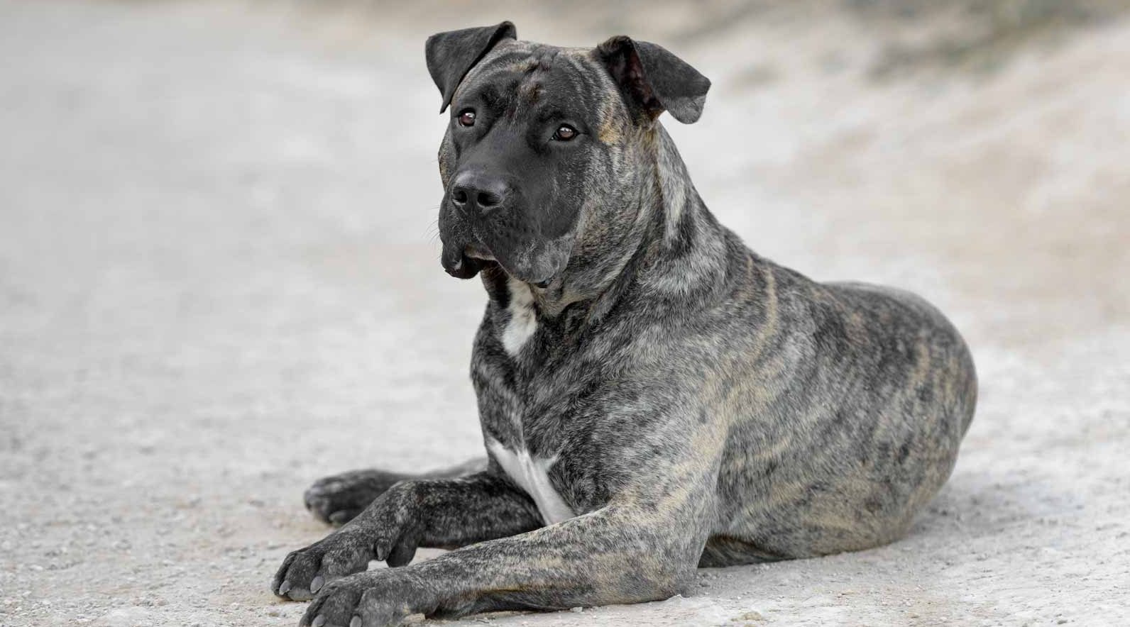 Presa Canario