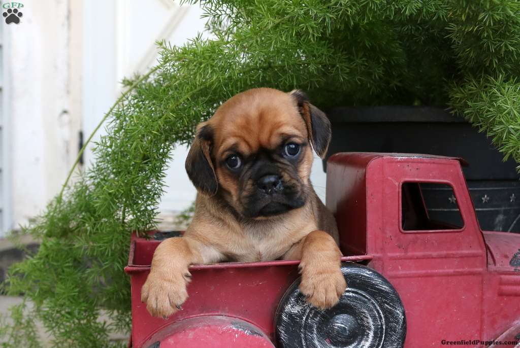 Pug Mix