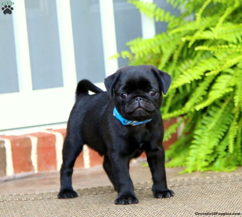 Pug
