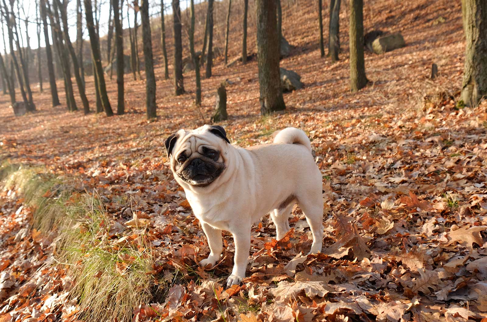 Pug