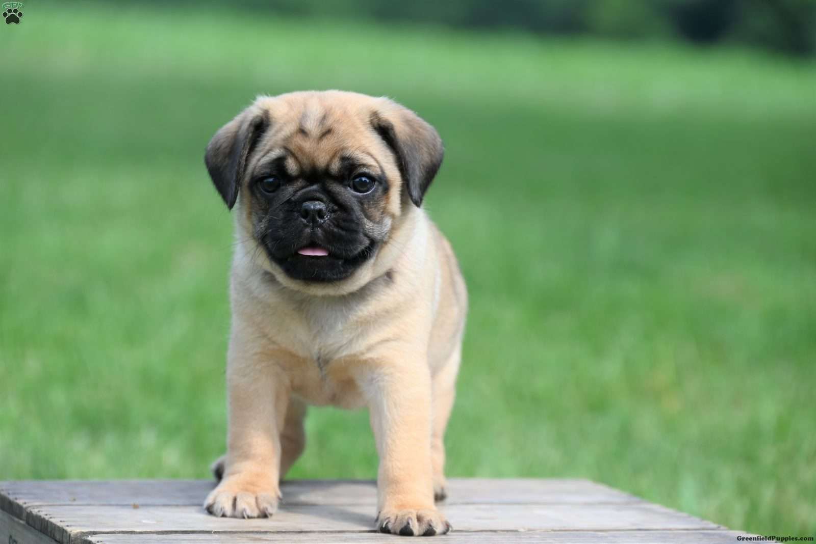 Puggle