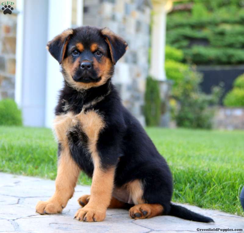 Rottweiler Mix