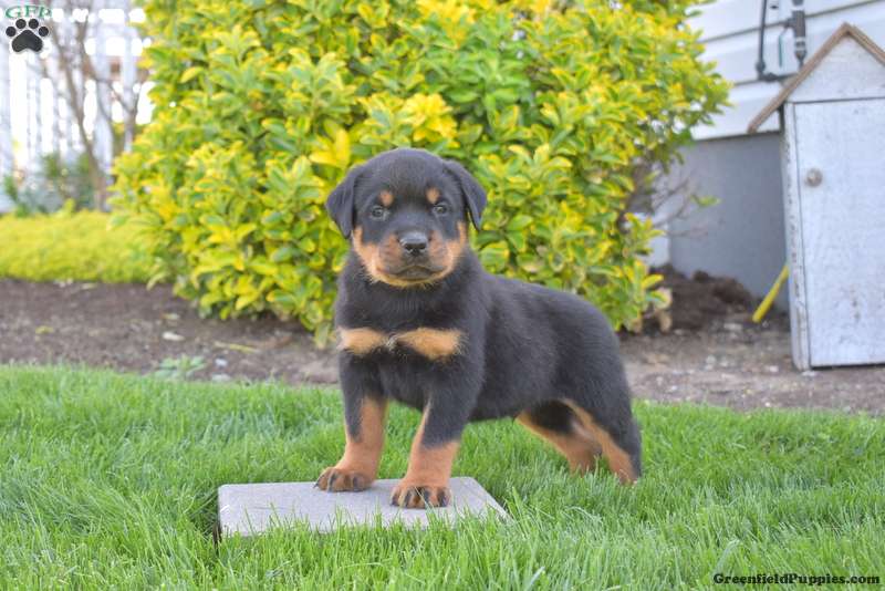 Rottweiler