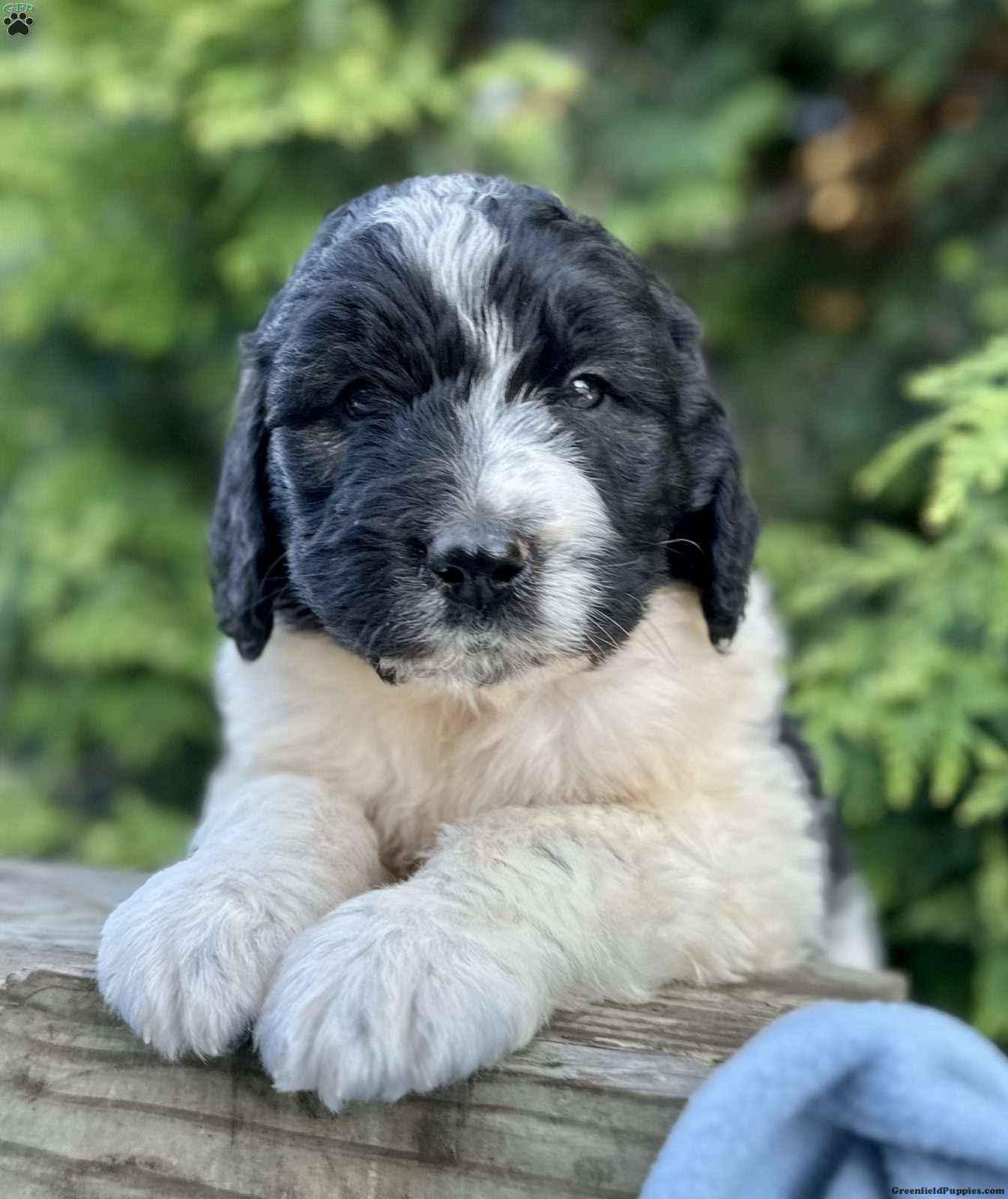 Saint Berdoodle