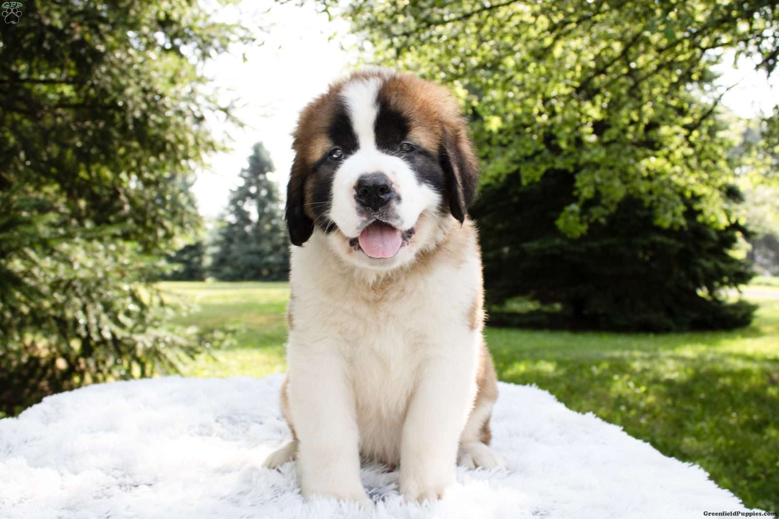 Saint Bernard