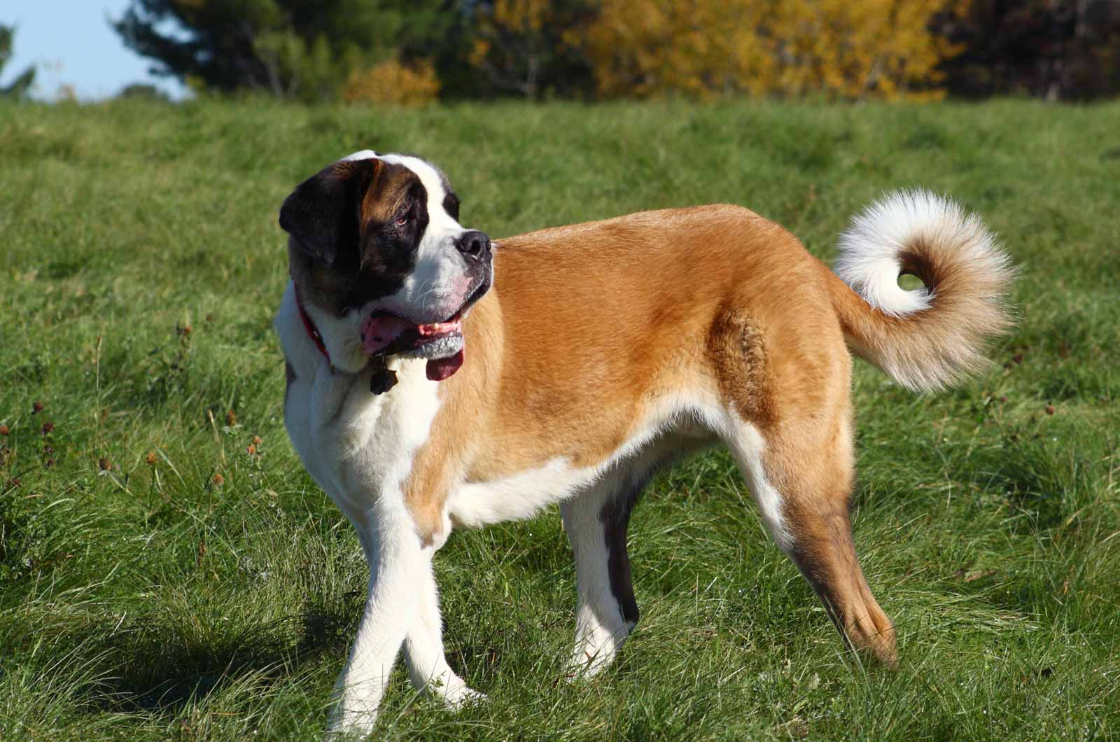 Saint Bernard