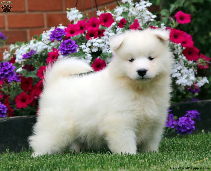 Samoyed