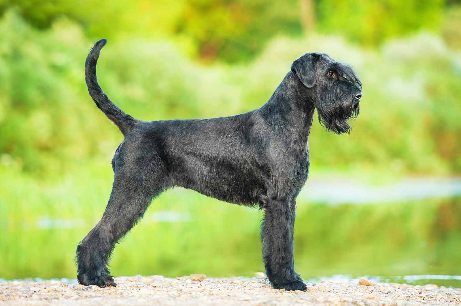 Giant Schnauzer
