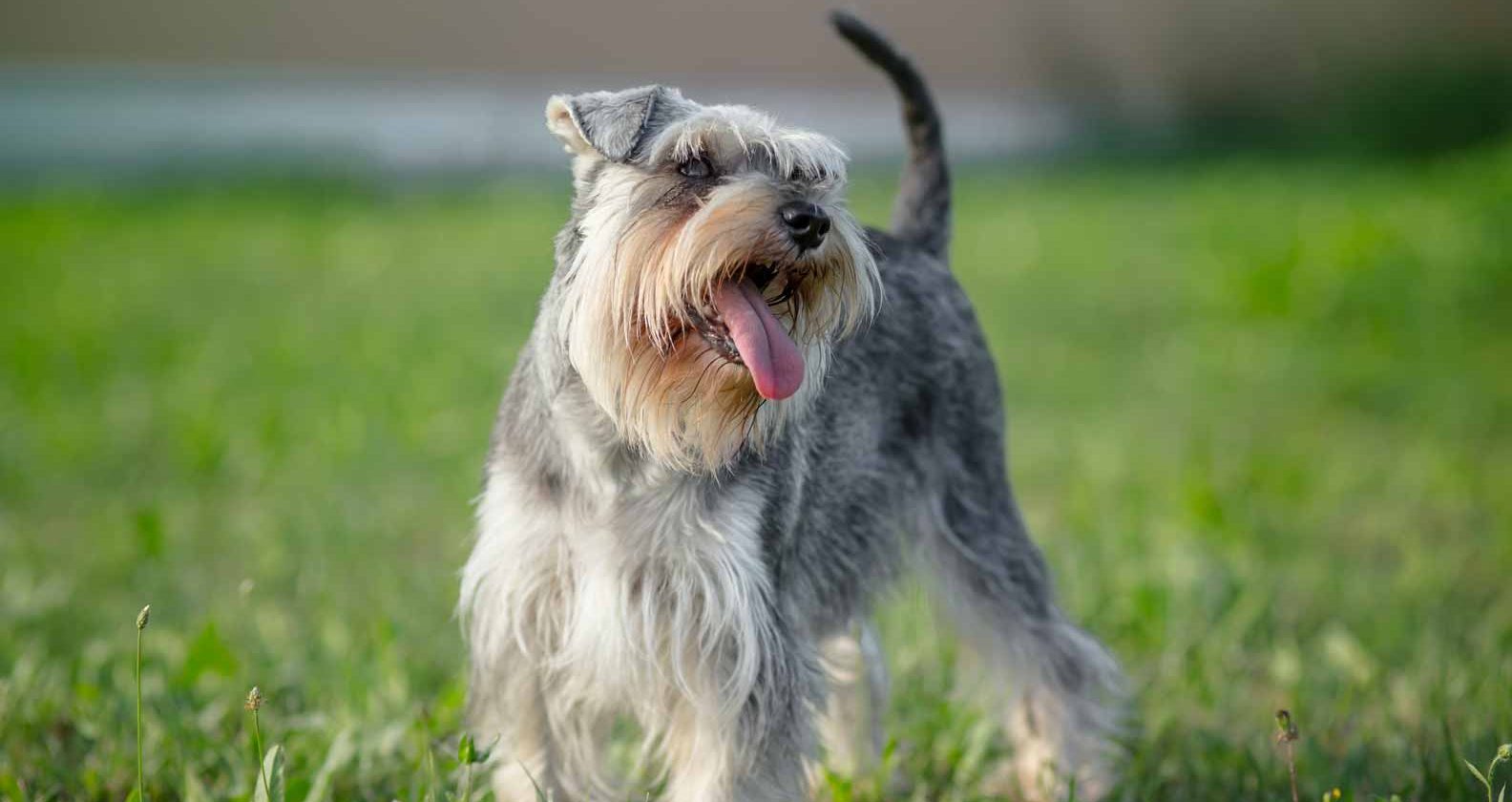 Miniature Schnauzer