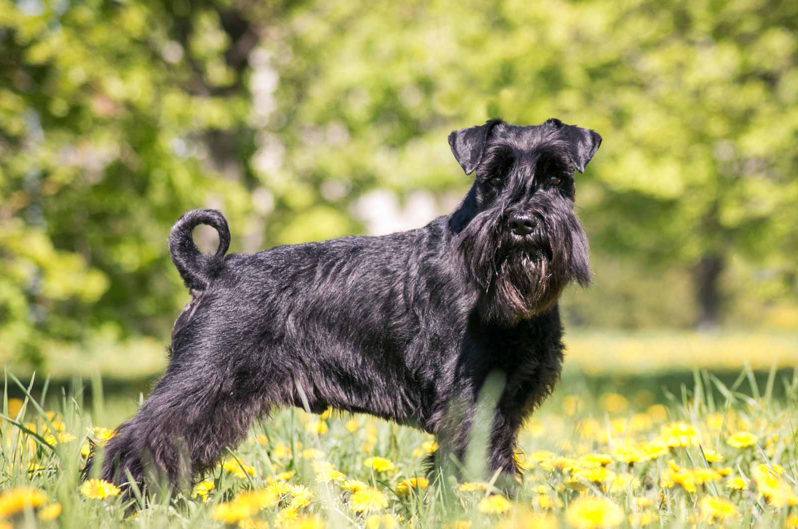 Standard Schnauzer