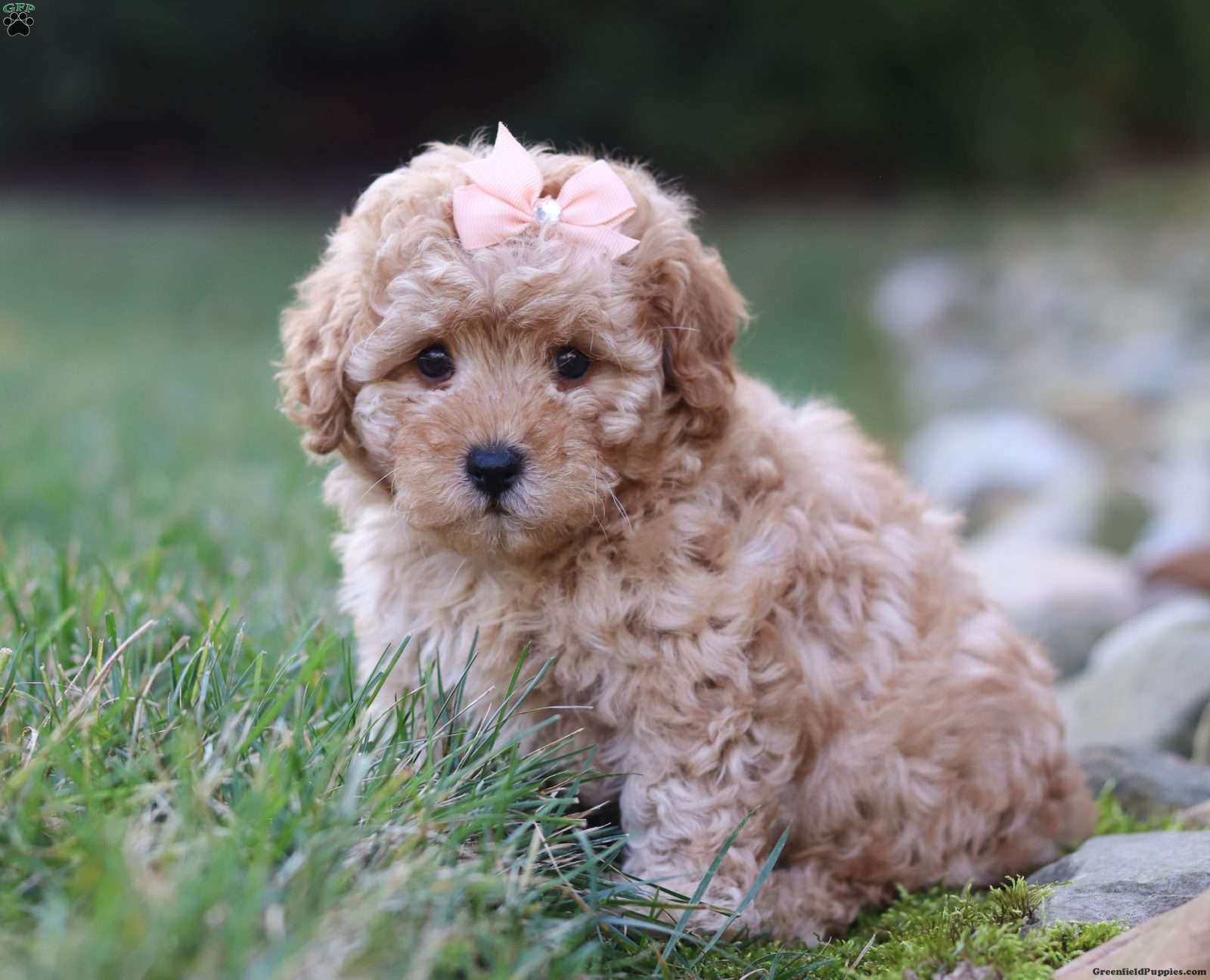 Schnoodle