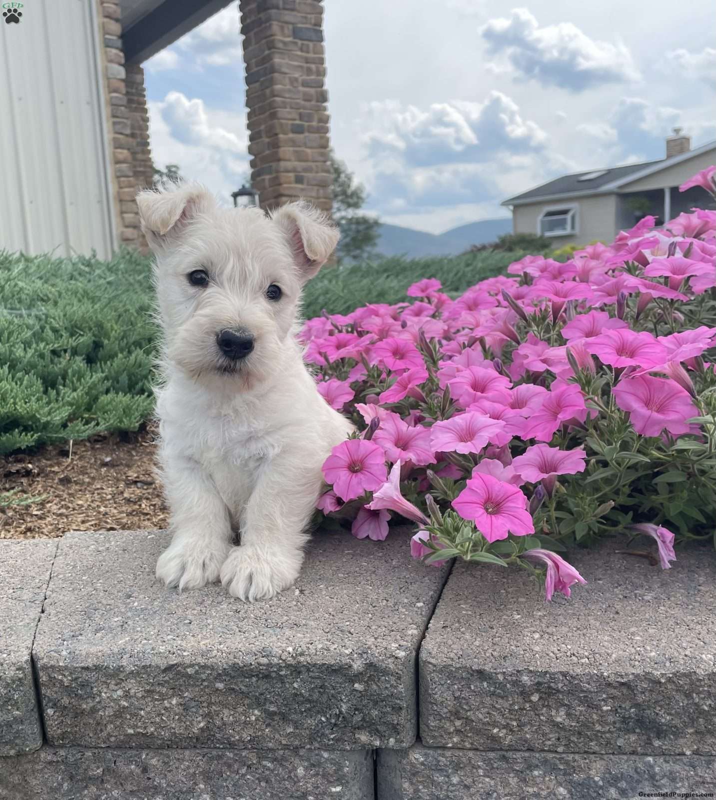 Scottish Terrier