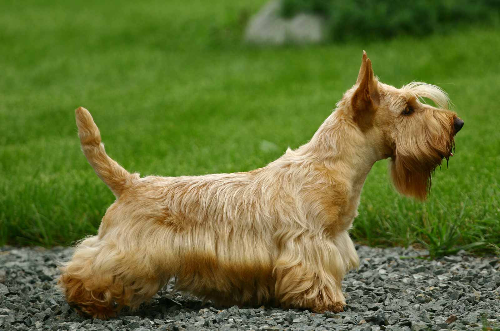 Scottish Terrier