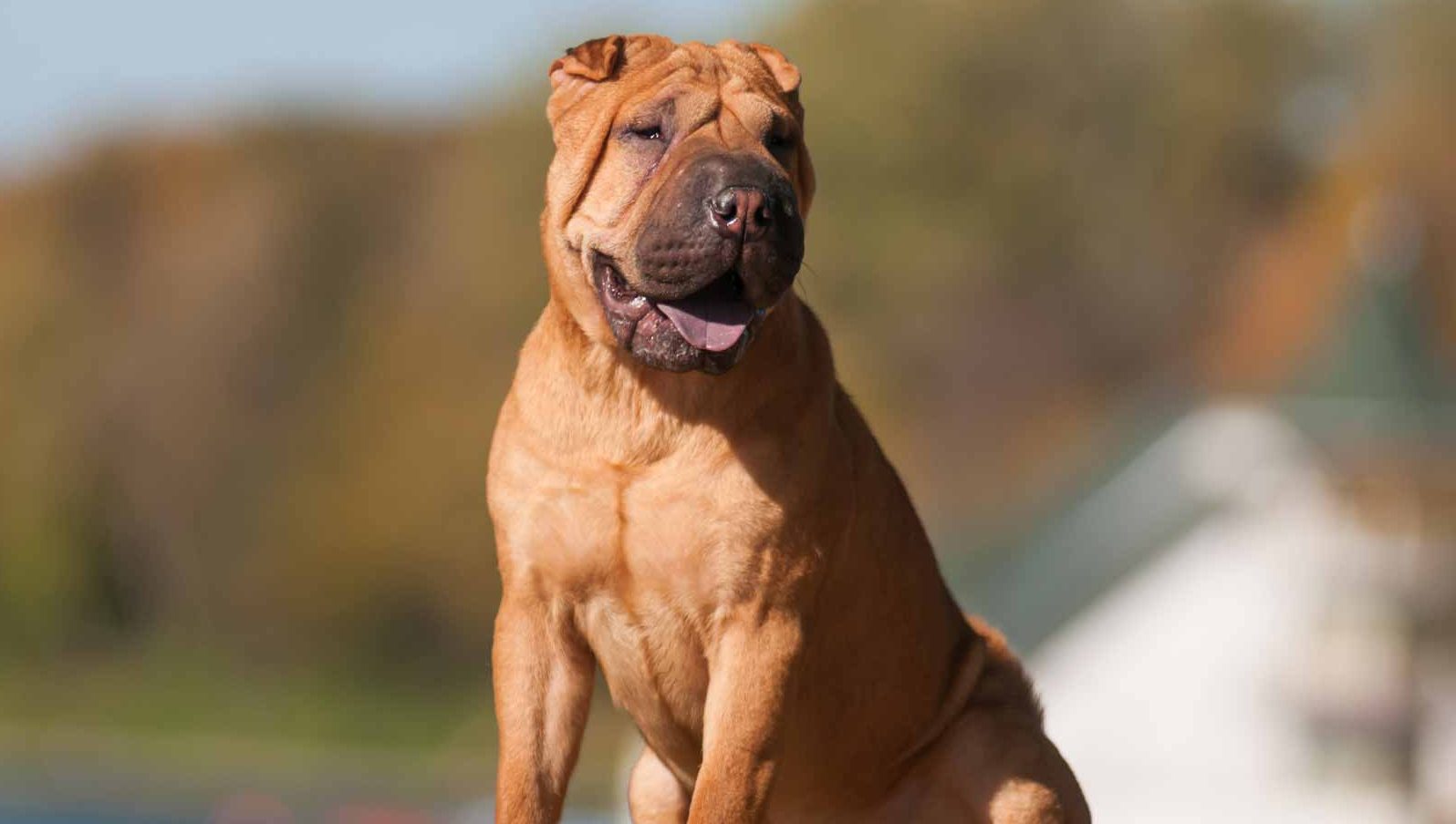 Shar Pei